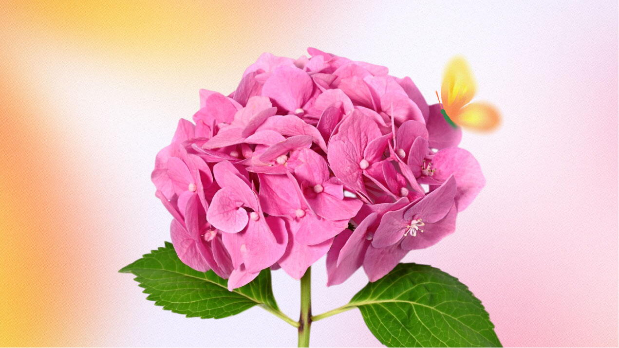 Las gamas rosas