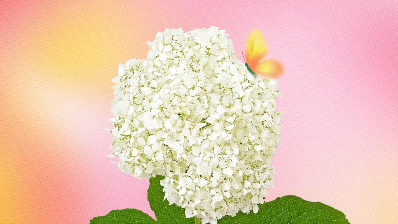 &nbsp;La hortensia blanca significado