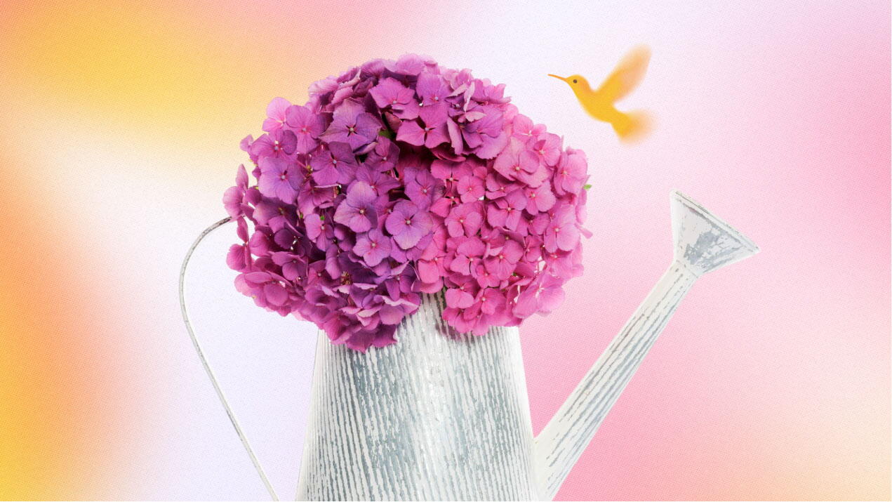 &nbsp;¿Qué tipo de agua necesitan las hortensias?