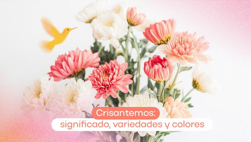 Crisantemos: significado, variedades y colores