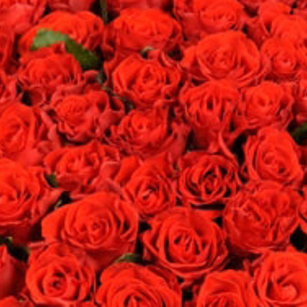 151 Red Roses Bunch, Flowers Dubai, United Arab Emirates, buy at a ...