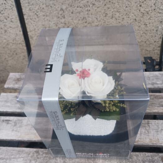 3 mini stabilised white roses