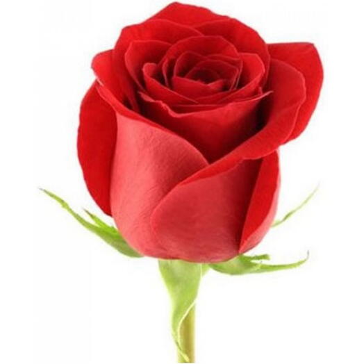 Rose 1