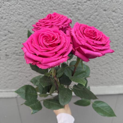 3 raspberry roses