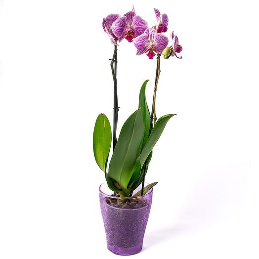 Pink orchid 2-branches