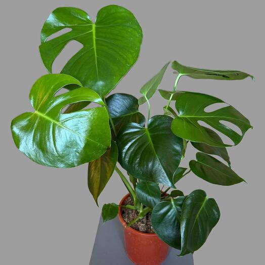 Large Monstera