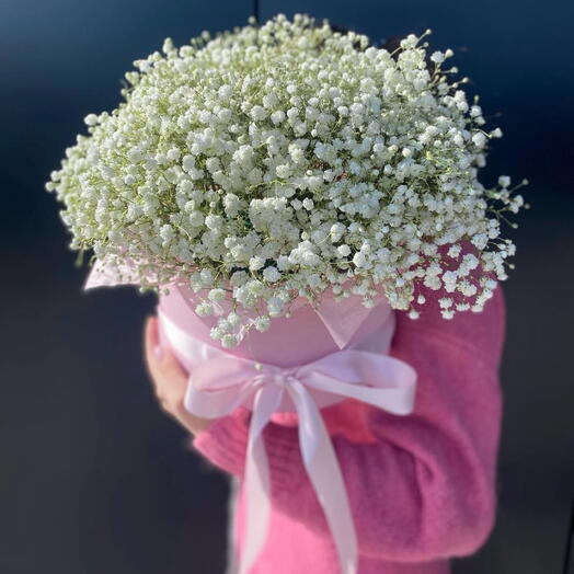 Gypsophila