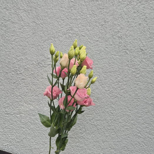 Pink Lisianthus Choose from 9 pieces