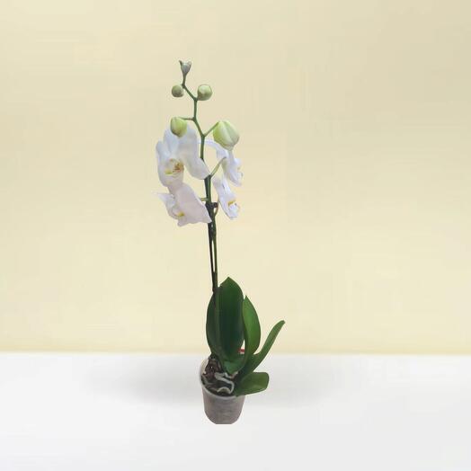 Orchid