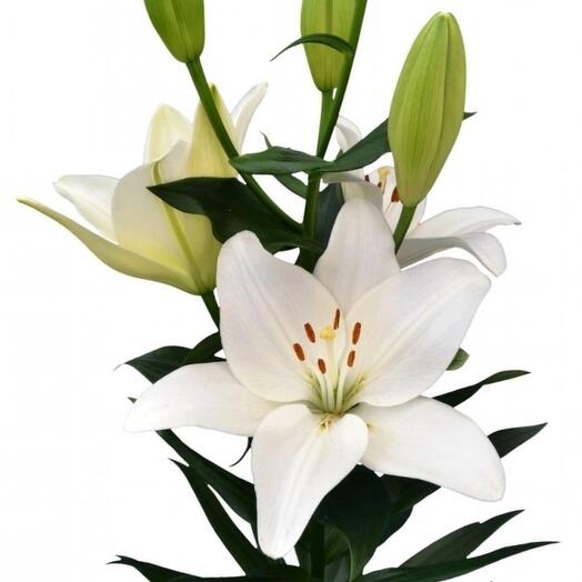 Lilium