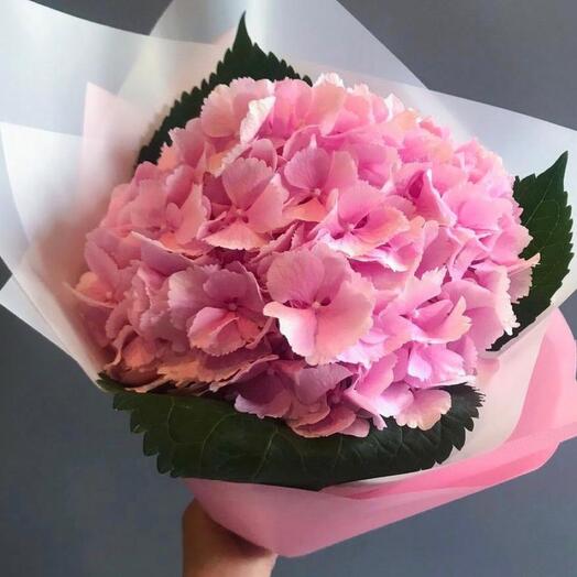 Pink Hydrangea, 1st